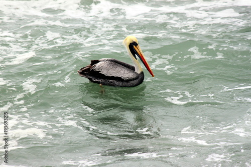 Pelikan schwimmt im Pazifik