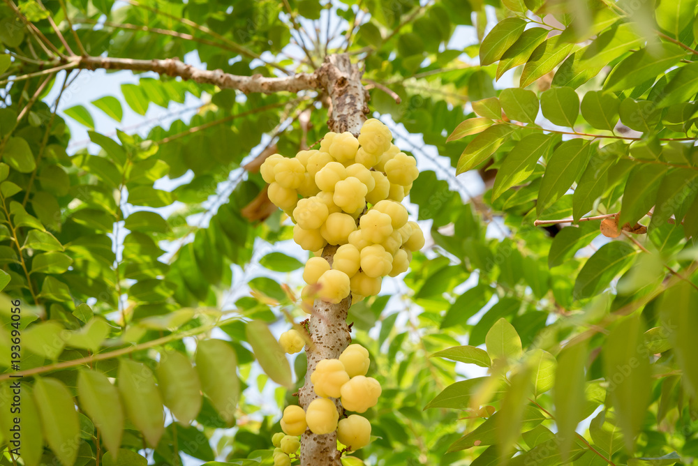 Close up star gooseberry on tree, tropical sour fruit Close up star gooseberry on tree, tropical sour fruit