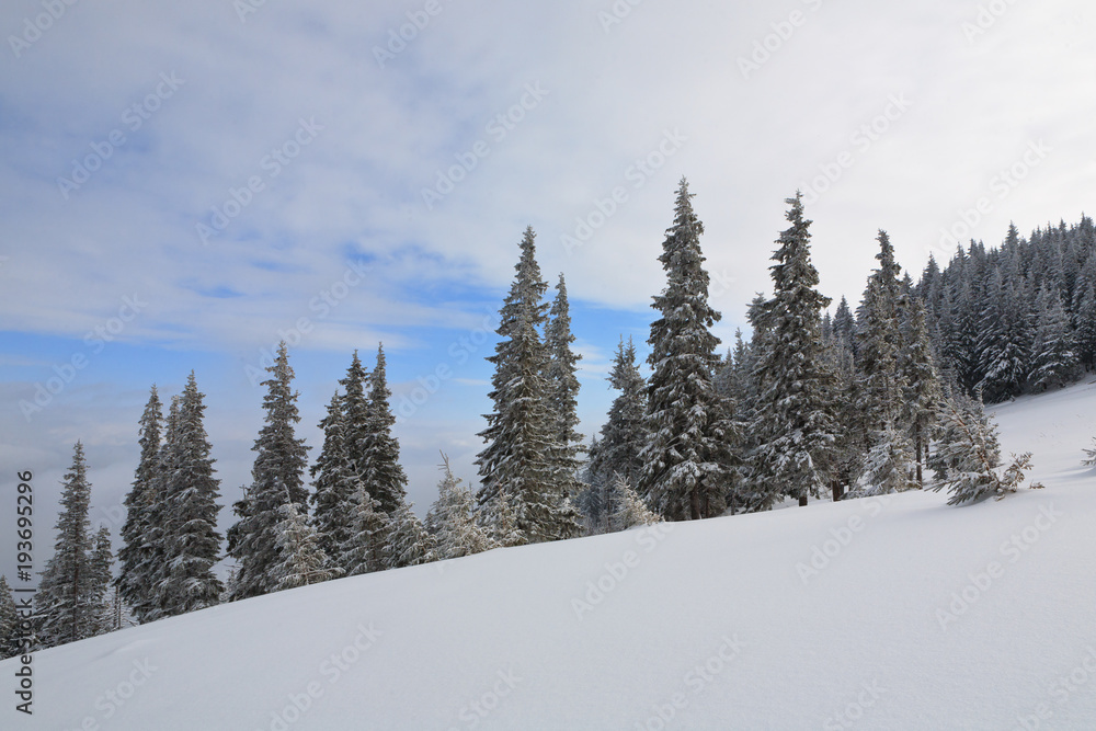 Spruce trees covered with snow and frost. Spruce trees covered with snow and frost.