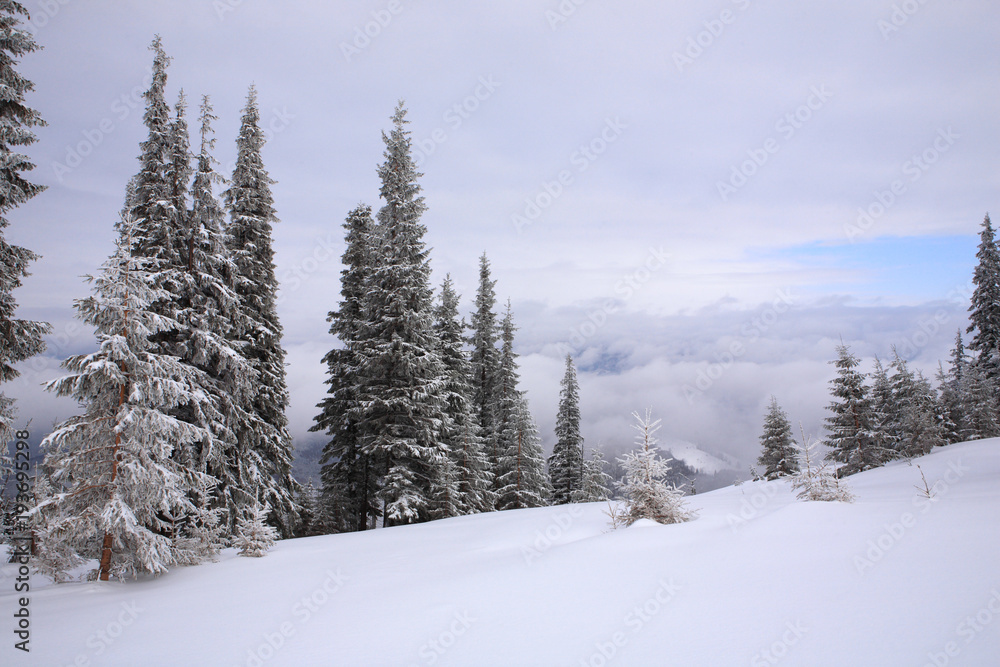 Spruce trees covered with snow and frost. Spruce trees covered with snow and frost.