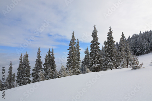 Spruce trees covered with snow and frost.