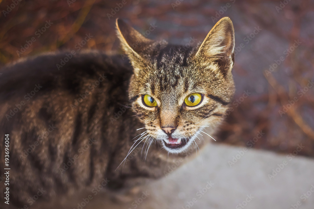 striped young cat meows and expresses its irritation striped young cat meows and expresses its irritation