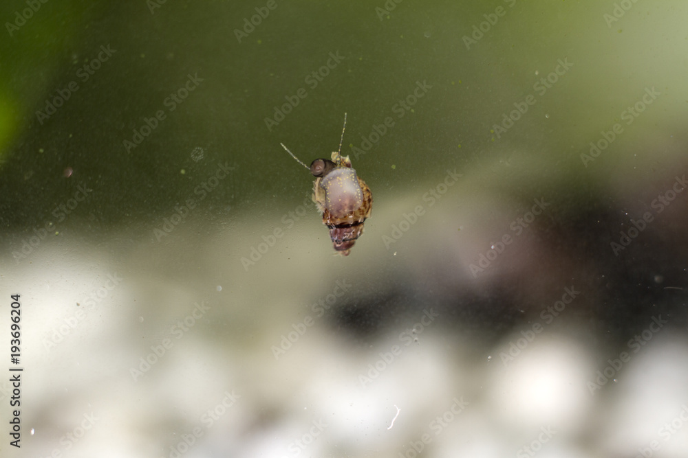 Naklejka premium aquarium snails