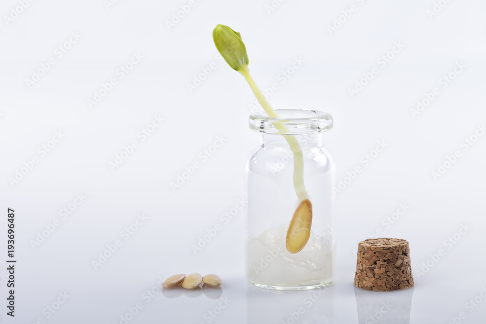 A germinated melon seed inside a glass jar isolated A germinated melon seed inside a glass jar isolated
