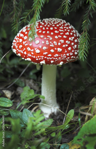 Fly agaric mushroom © pticelov