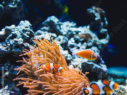 Orange clown fish with corals on aquarium in oceanarium