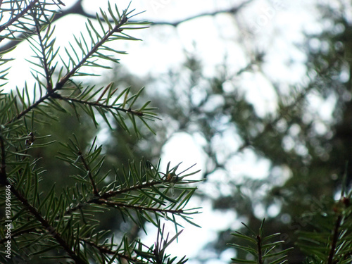 Pine Tree Branches