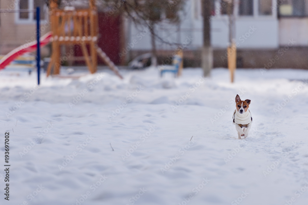 Dog breed Jack Russell Terrier runs through the snow.