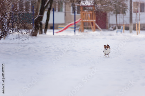 Dog breed Jack Russell Terrier runs through the snow. © leo_nik