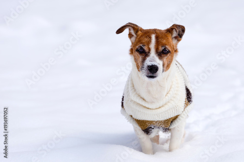 Dog breed Jack Russell Terrier sits on the snow.