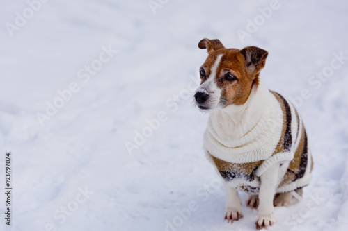 Fototapeta Naklejka Na Ścianę i Meble -  Dog breed Jack Russell Terrier sits on the snow.