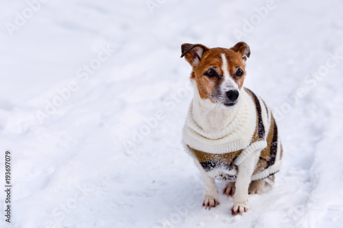 Dog breed Jack Russell Terrier sits on the snow.