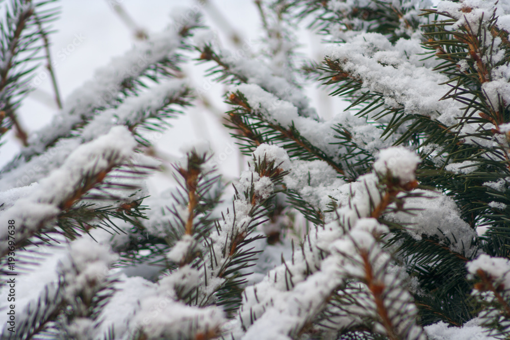 Close up of snow on the branches of spruce