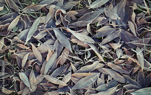  leaves and grass in