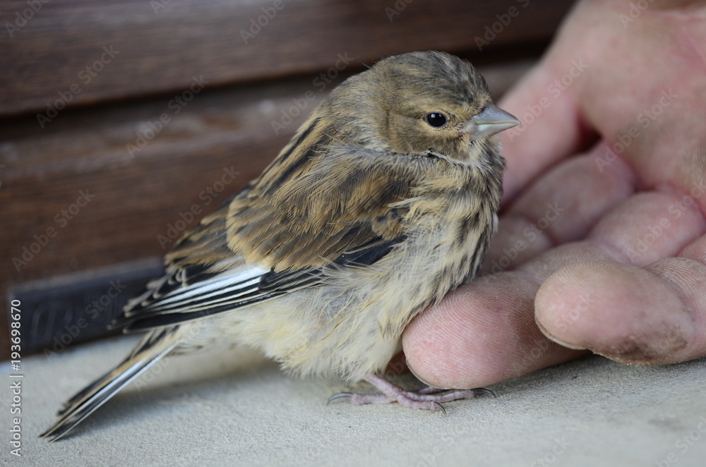 Naklejka premium Sparrow - wróbel