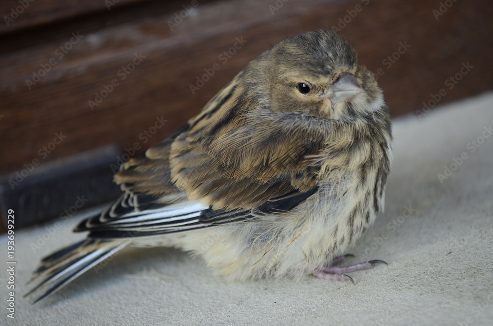 Naklejka premium Sparrow - wróbel