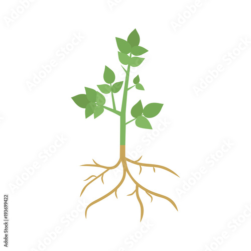 Green Plant Sprout with Roots