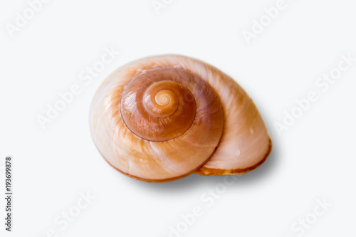 spiral shell on a white background