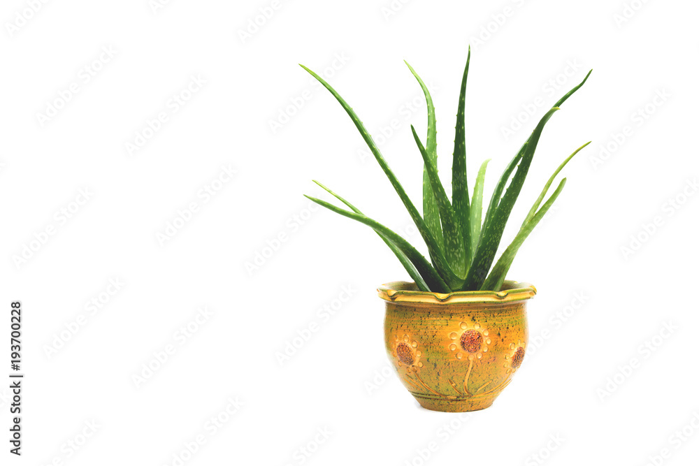 Green potted plant, trees in the cement pot isolated on white background.