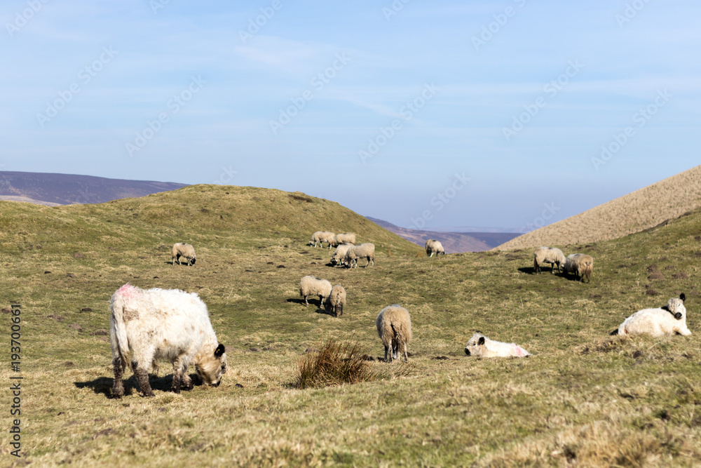Obraz premium Sheep in field and countryside grazing blue sky