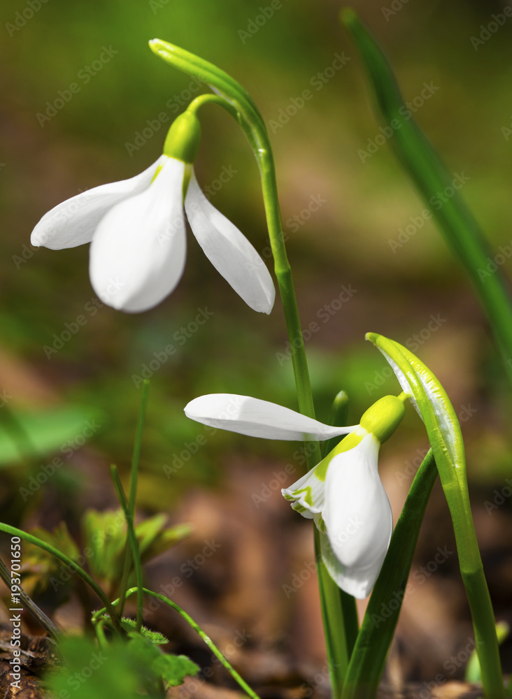 Beautiful snowdrop flowers closeup