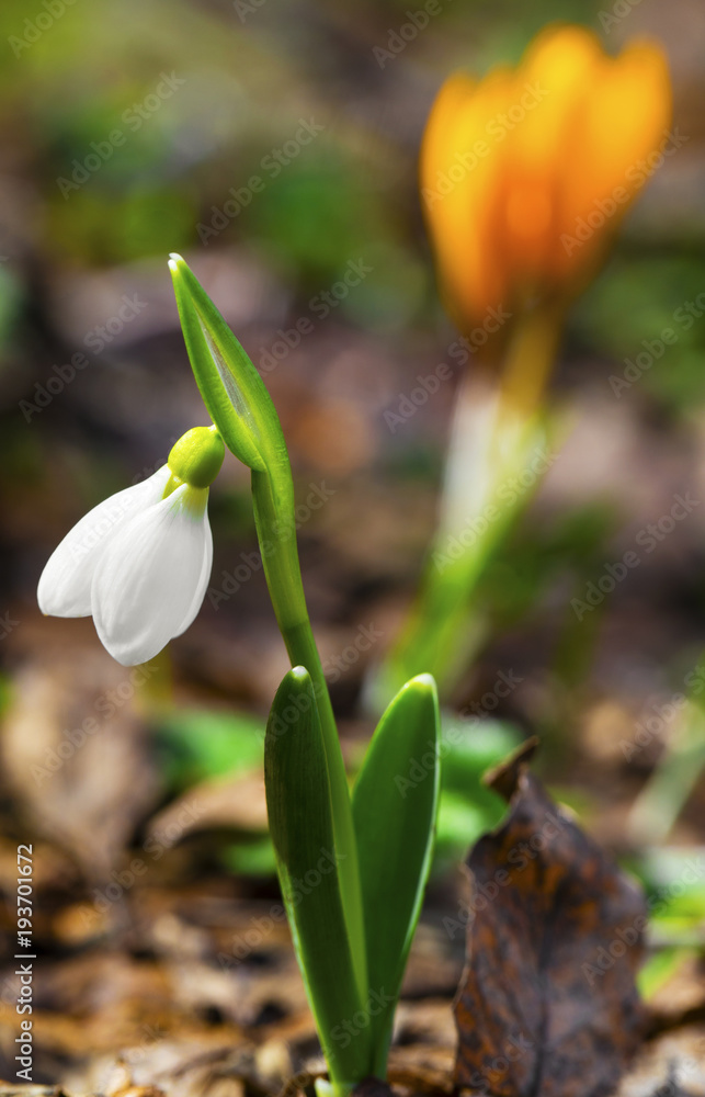 Beautiful spring flowers - snowdrop and yellow crocus closeup Beautiful spring flowers - snowdrop and yellow crocus closeup