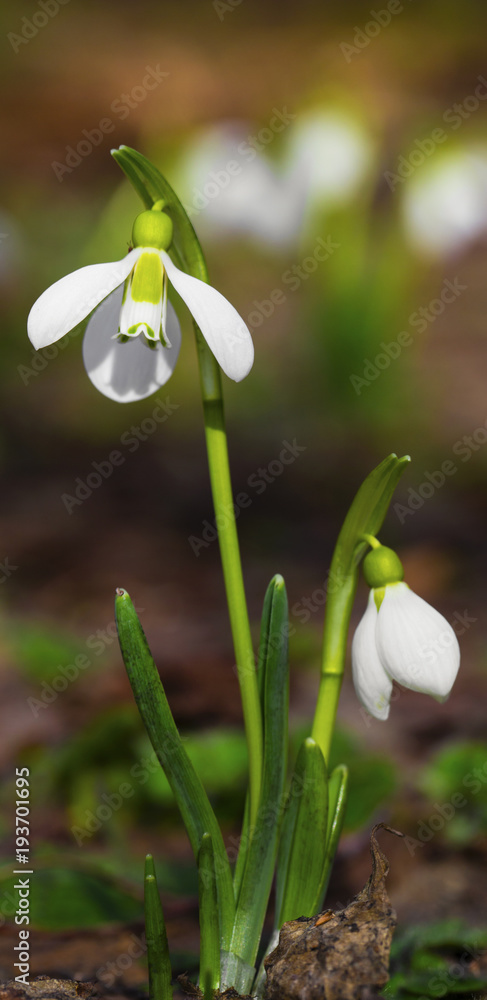 Beautiful snowdrop flowers closeup Beautiful snowdrop flowers closeup