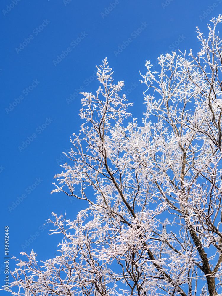 branches of trees in a hoarfrost branches of trees in a hoarfrost