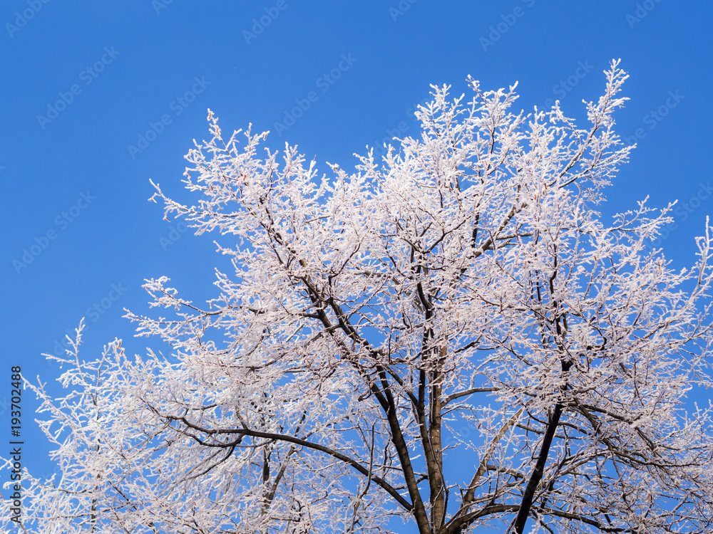 trees in a hoarfrost against a sky