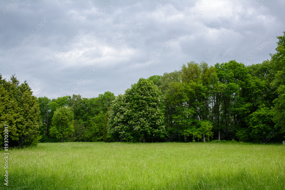 Spring landscape with meadow, flowering chestnut and other trees. ..Park Spring landscape with meadow, flowering chestnut and other trees. ..Park