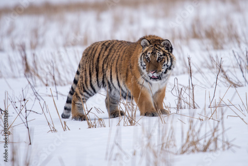 Siberian Tiger in the snow (Panthera tigris)	