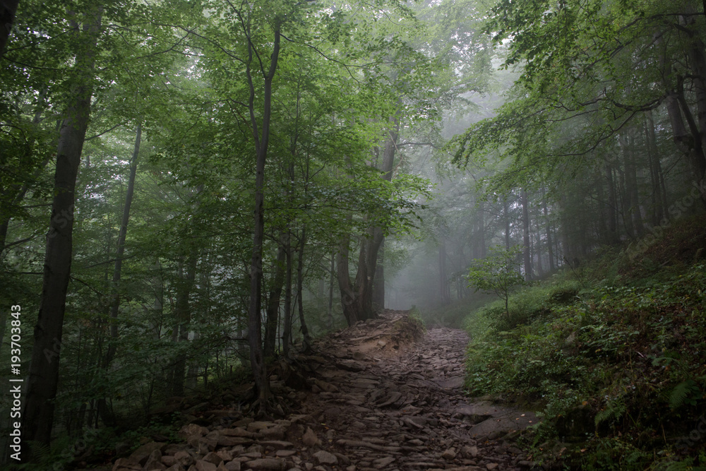 Obraz premium Mgła w bieszczadach