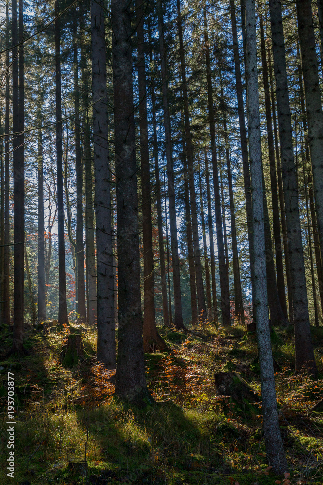 Dunkler Fichtenwald auf den Bergen bei Pfronten im Allgäu in Bayern, Deutschland. Dunkler Fichtenwald auf den Bergen bei Pfronten im Allgäu in Bayern, Deutschland.