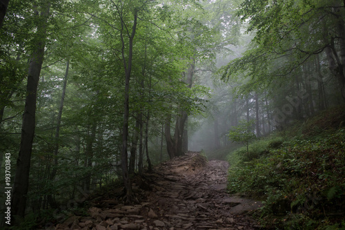 Fototapeta Naklejka Na Ścianę i Meble -  Mgła w bieszczadach