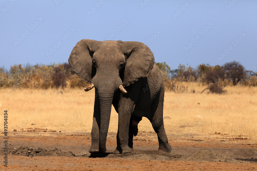 The African bush elephant (Loxodonta africana) drinking at the water hole. Elephant family in savannah, female and two of her young drink.