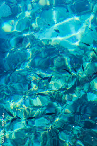 Photograph of some fish in the crystal clear waters of Menorca.