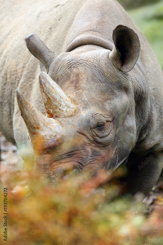 Fototapeta premium The black rhinoceros or hook-lipped rhinoceros (Diceros bicornis), portrait.