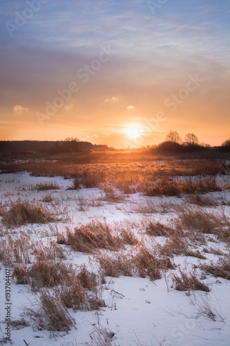 coloured sunrise on snowy firld, reeds and forest at frozen day 
