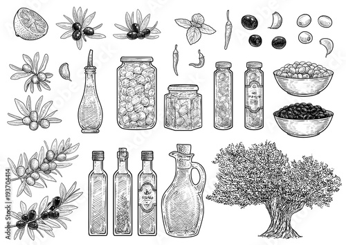 Olive collection illustration, drawing, engraving, ink, line art, vector