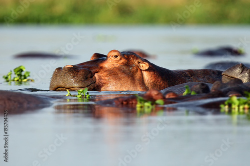 The common hippopotamus (Hippopotamus amphibius), or hippo lying in water. Portrait of a hippo lying in water full of water hyacinths.