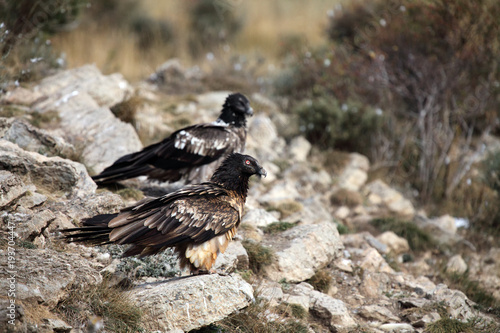 The bearded vulture (Gypaetus barbatus), also known as the lammergeier or ossifrage on the feeder. Subadult color scavenger on the rock in the background is the second one. photo