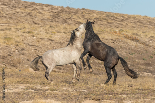 Wild Horse Stallions Facing Off