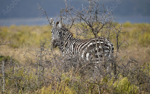 Zebra in Kenia photo