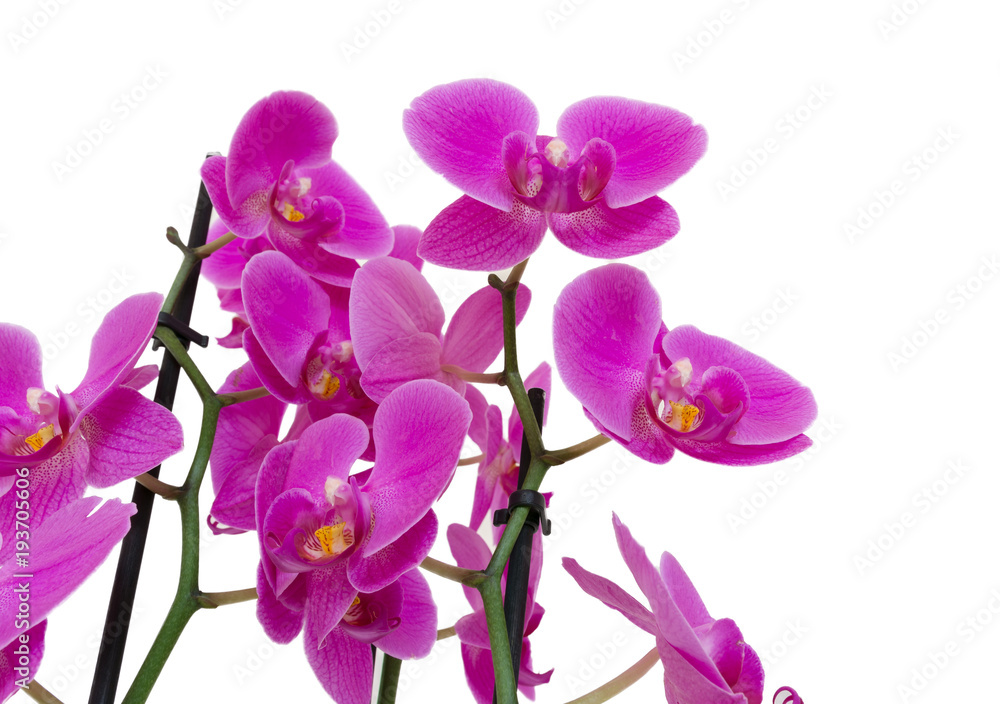 Orchideen isoliert auf weiß mit Textfreiraum