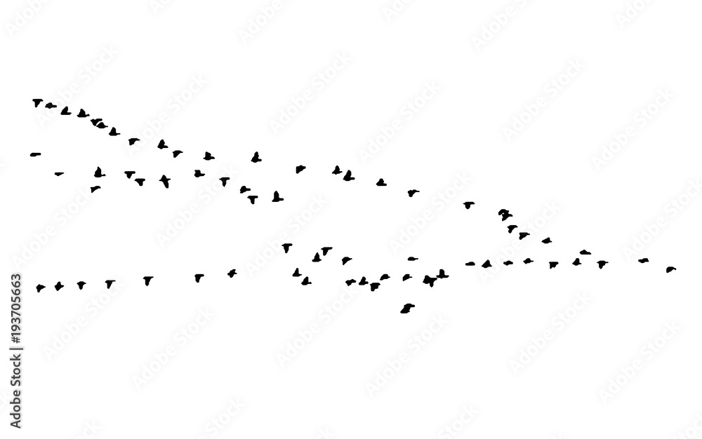 Greater white-fronted goose wedge in flight. Vector silhouette a flock of birds