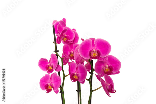 Orchideen in Pink isoliert auf wei   mit Textfreiraum