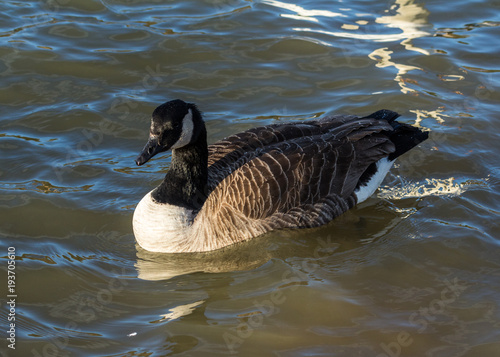 Canada Goose, water bird, swimming on water.