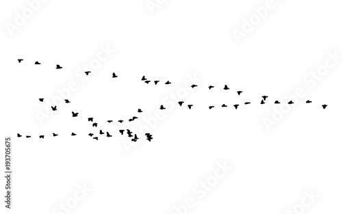 Greater white-fronted goose wedge in flight. Vector silhouette a flock of birds © Vitaly Ilyasov