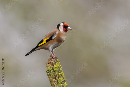 Goldfinch - Rainham Marshes