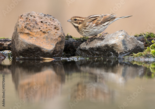 Reed Bunting - Rainham Marshes